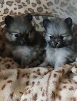 REIZENDE POMERANIAN / ZWERGSPITZ WELPEN (Hündinnen)mit PAPIEREN zu verkaufen - Leipzig Nord