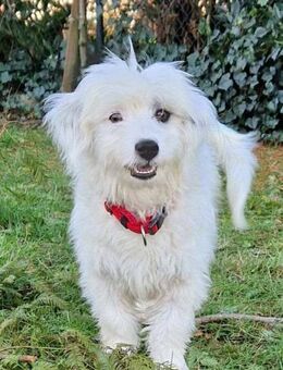 Liebe VALI sucht ihre Familie - Neuberg