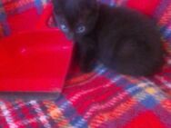 Niedlicher Babykater - Friesoythe