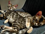 Reinrassige Blue Silver Spotted Tabby Bengal Kitten mit Stammbaum - Schwäbisch Gmünd