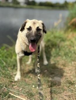 🙏Zina in großer Not! 🙏 - Eislingen (Fils)