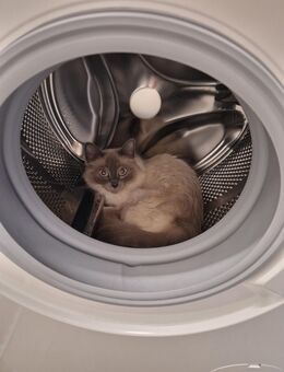 Heilige Birma - Tarmstedt