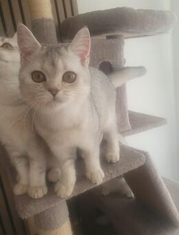 BKH Kitten 3 tabby silver shaded - Heiligenhaus