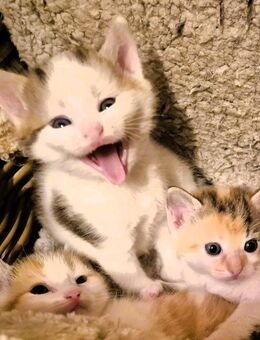 Glücks-Kätzchen suchen ein liebevolles ZUHAUSE - Eisleben (Lutherstadt)