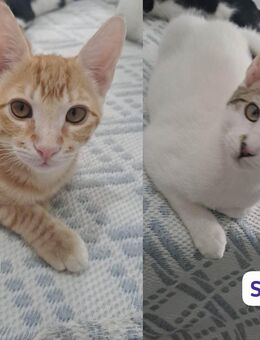 Simba und Garfield suchen gemeinsam ein neues Zuhause (als Wohnungskatzen) - Kippenheim