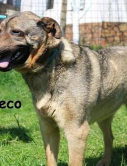 Lucky-Sreco - Liebenswerter Lump - Kissing