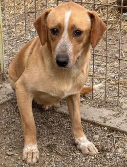 Momo sucht geduldige Menschen - Beltheim