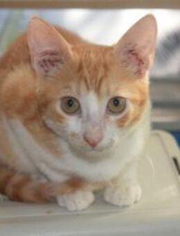 Franz wurde mit seinem Bruder gefunden - Augsburg