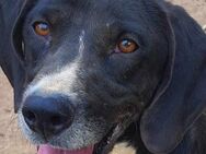 ❣️SOS - dringend - Jerry braucht HILFE - Eislingen (Fils)
