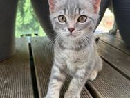BKH Katzenbabys - Frankfurt (Main) Zeilsheim