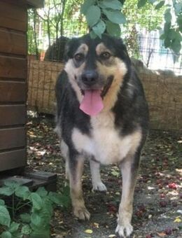 Alesia 54 cm - Alpenrod