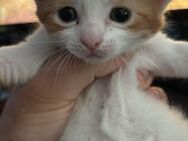 Süße katzen babys suchen ein zuhause. - Hechingen Zentrum