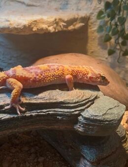 Leopardengecko Weibchen abzugeben - Hagen (Stadt der FernUniversität)