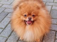 Pomeranian Rüde - Einhausen (Thüringen)