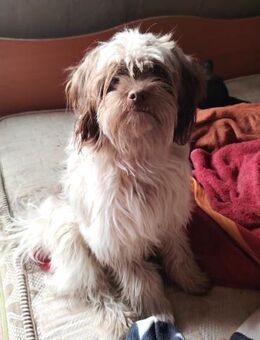 Scooby; hatte Glück im Unglück - Geilenkirchen