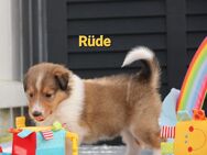 Collie Welpen amerikanischer Typ tricolor/ dark sable - Auerbach (Vogtland)