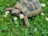 Männliche Landschildkröte - Echternacherbrück
