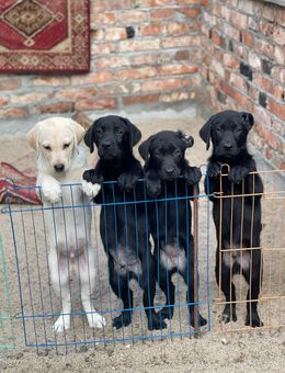 Labrador welpen - Schönebeck (Elbe)