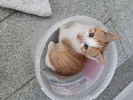 Kitten Babykatze - Hauzenberg