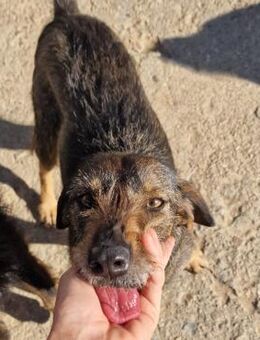 Freundliche Lilly sucht eine Familie - Großefehn