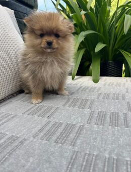 Pomeranian (Zwergspitz) - Zweibrücken