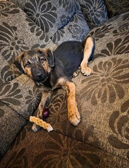 Schäferhundin Mix abzugeben - Wustrow (Wendland)