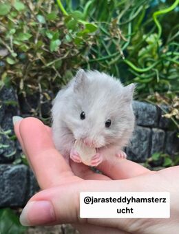 Extrem HANDZAHME FLAUSCHIGE Teddyhamster Satinglanz - Dinslaken