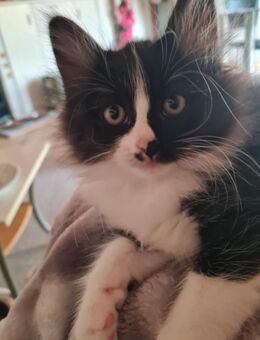 Maine Coon Prinzessin - Bretten