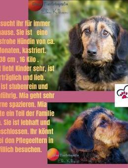 Sonnenschein 💕Mia 💕sucht ihre Menschen - Freilassing