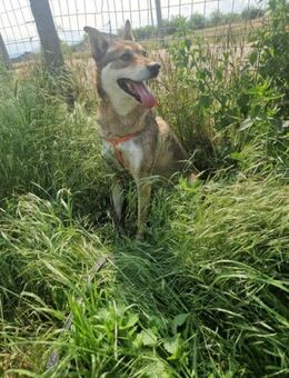 Domingo, rustikaler Macher - Geilenkirchen