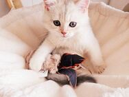 Eine sehr süße Britisch kurzhaar Kater mit dunkel blau Augen - Düsseldorf