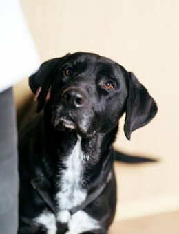 Conrad - Familienhund im besten Alter - Berlin