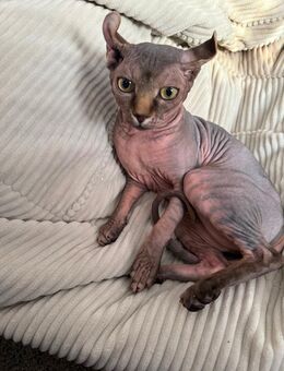 Deckkater Sphynx Elf - Würzburg