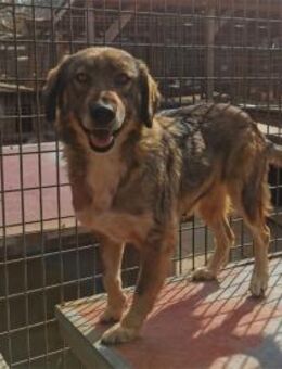 Bella - Pflegest. o. Zuhause gesucht - Oberwies