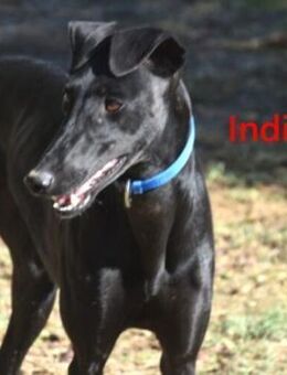 India2 offen u. sozial 07/23 ESP - Ruppertsecken