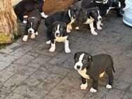 Cane Corso / Dogo Argentino - Meiningen