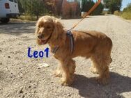 Leo1 sucht seine zweite Chance 09/17 ESP - Ruppertsecken