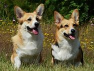 Welsh Corgi Pembroke Rüde und Hündin mit FCI Papieren zu verkaufen - Sinn