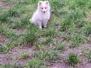 Sheltie-Kleinspitz-Welpen in liebevolle Hände abzugeben - Löningen Zentrum