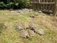Landschildkröten - Bielefeld