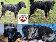 ❤️ROLLO sucht Pflegestelle/Zuhause ❤️ - Uetersen