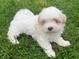 Shih-tzu Malteser Bolonka Welpen in 48282