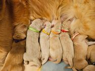 Golden Retriever Welpen - Wattenbek
