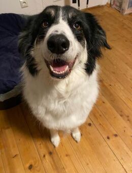 Hündin Helena sucht ein Zuhause - Enger (Widukindstadt)