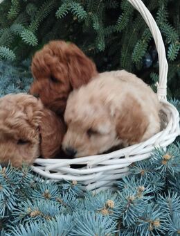 Toypudel reinrassig Abgabe ab 14.11 - Plauen