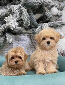 Bezaubernde Maltipoo-Welpen suchen ein neues Zuhause in 22301