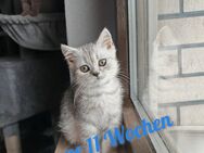 BKH BRITISCH kurzhaar 11 Wochen 🥰!Mit Impfung und Entwurmung! - Harth-Pöllnitz