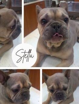 STELLA PP Sanftes Mädchen sucht Liebe - Neustadt (Rübenberge)