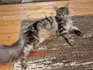 Maine coon Mix Katzen - Altmärkische Wische