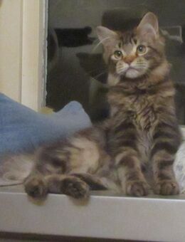 Maine Coon Kätzin + Kater - kastriert - Schwenningen (Baden-Württemberg)